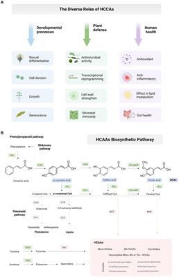 Maize hydroxycinnamic acids: unveiling their role in stress resilience and human health